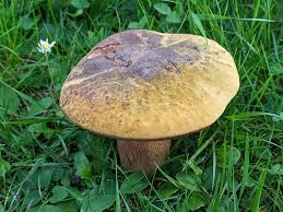 Attēlu rezultāti vaicājumam “Boletus luridus”