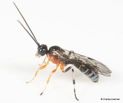 Attēlu rezultāti vaicājumam “Argidae larva”