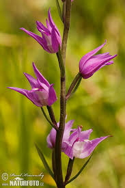 Attēlu rezultāti vaicājumam “Cephalanthera rubra bud”