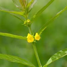 Attēlu rezultāti vaicājumam “Melampyrum sylvaticum flower”