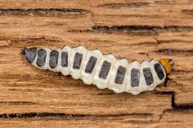 Attēlu rezultāti vaicājumam “Lygistopterus sanguineus”