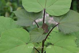 Attēlu rezultāti vaicājumam “Catalpa ovata leaf”