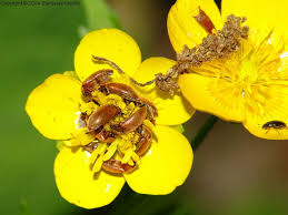 Attēlu rezultāti vaicājumam “Byturus ochraceus”