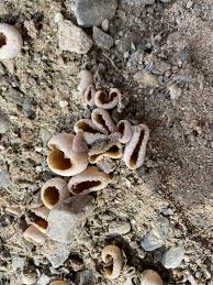 Attēlu rezultāti vaicājumam “Lamproderma columbinum young”