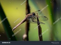 Attēlu rezultāti vaicājumam “Leucorrhinia dubia”