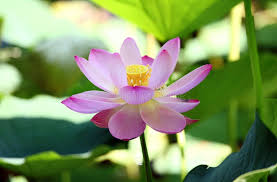 Attēlu rezultāti vaicājumam “Lotus sp. flower”