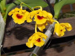 Attēlu rezultāti vaicājumam “Chrysotoxum sp.”