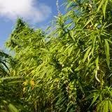 Attēlu rezultāti vaicājumam “Cannabaceae”