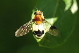 Attēlu rezultāti vaicājumam “Leucozona lucorum”