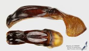 Attēlu rezultāti vaicājumam “Potosia cuprea”