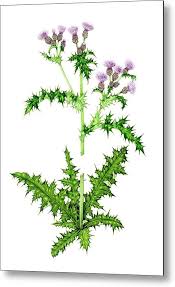 Attēlu rezultāti vaicājumam “Cirsium arvense”