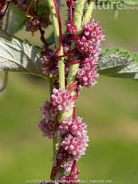 Attēlu rezultāti vaicājumam “Cuscuta europaea flower”