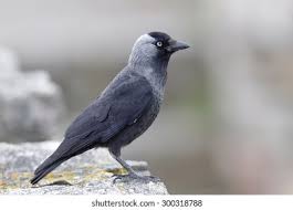 Attēlu rezultāti vaicājumam “Corvus monedula”