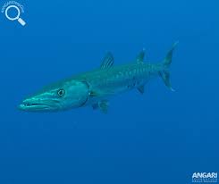 Image result for Sphyraena barracuda
