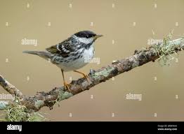 Image result for Dendroica striata