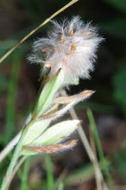 Attēlu rezultāti vaicājumam “Trifolium arvense fruit”