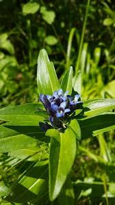 Attēlu rezultāti vaicājumam “Gentiana cruciata bud”