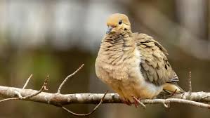 Image result for Zenaida macroura