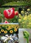 File:Plants diversity.jpg - Wikimedia Commons