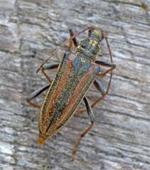 Attēlu rezultāti vaicājumam “Oxymirus cursor female”