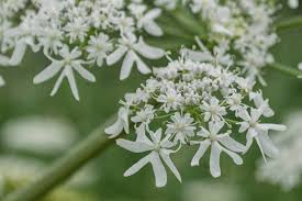 Attēlu rezultāti vaicājumam “Umbelliferae”