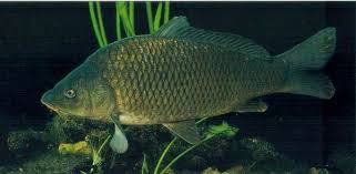 Image result for Carpiodes cyprinus