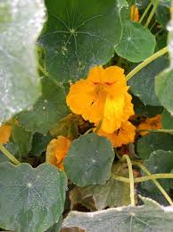 Image result for Tropaeolum majus
