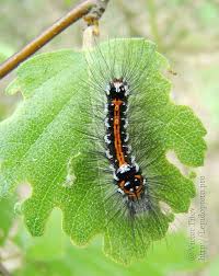 Attēlu rezultāti vaicājumam “Euproctis similis imago”