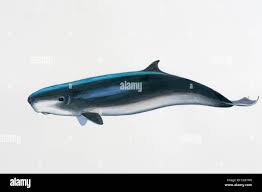 Image result for Kogia breviceps