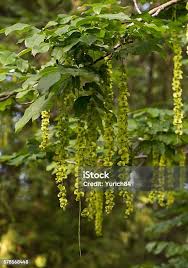 Attēlu rezultāti vaicājumam “Pterocarya fraxinifolia flower”