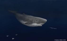 Image result for Kogia breviceps