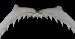 Image result for Rhizoprionodon terraenovae