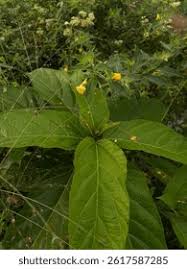 Attēlu rezultāti vaicājumam “Impatiens parviflora”
