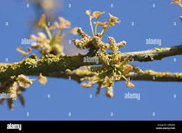 Attēlu rezultāti vaicājumam “Ginkgo biloba male flower”