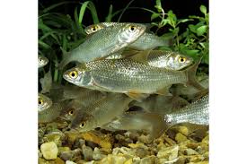 Image result for Rutilus rutilus