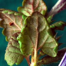 Attēlu rezultāti vaicājumam “Glechoma hederacea leaf”