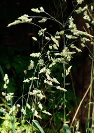 Attēlu rezultāti vaicājumam “Dactylis polygama”