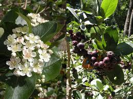 Attēlu rezultāti vaicājumam “Aronia melanocarpa”