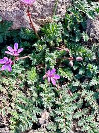 Attēlu rezultāti vaicājumam “Erodium cicutarium bud”
