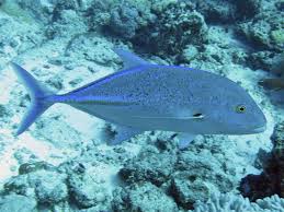 Image result for Caranx melampygus