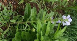 Image result for Campanula moesiaca