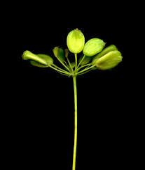 Attēlu rezultāti vaicājumam “Pastinaca sativa subsp. sylvestris”