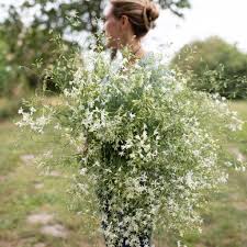 Attēlu rezultāti vaicājumam “Consolida regalis flower”