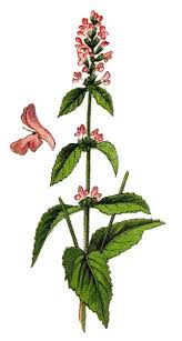 Attēlu rezultāti vaicājumam “Stachys officinalis”