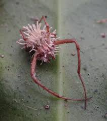 Attēlu rezultāti vaicājumam “Torrubiella arachnophila”