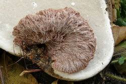 Attēlu rezultāti vaicājumam “Sporophagomyces chrysostomus”