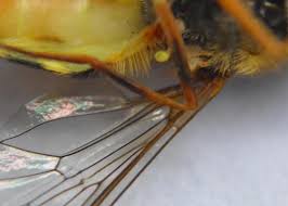 Attēlu rezultāti vaicājumam “Syrphus sp.”