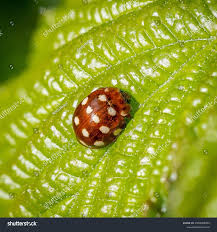 Attēlu rezultāti vaicājumam “Calvia quatuordecimguttata”