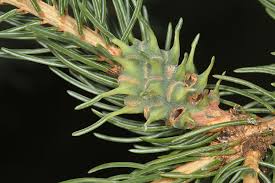 Attēlu rezultāti vaicājumam “Adelges laricis”