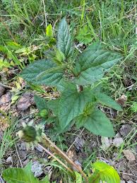Attēlu rezultāti vaicājumam “Scrophularia nodosa leaf”